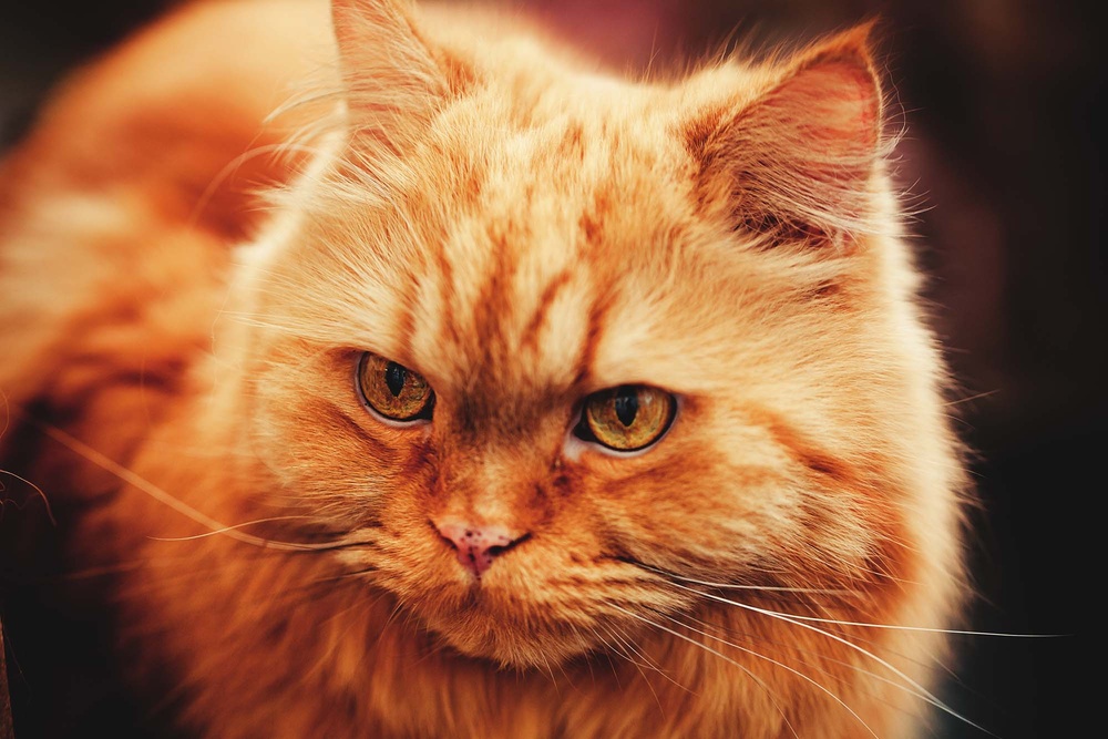 Cats
