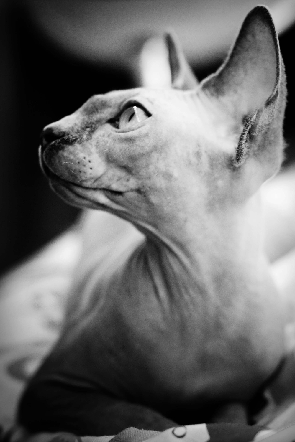 Cats
