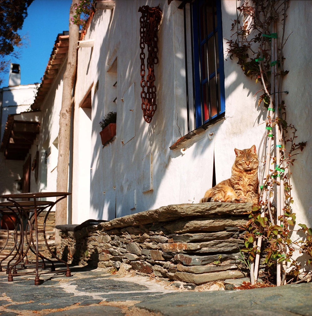 Cats