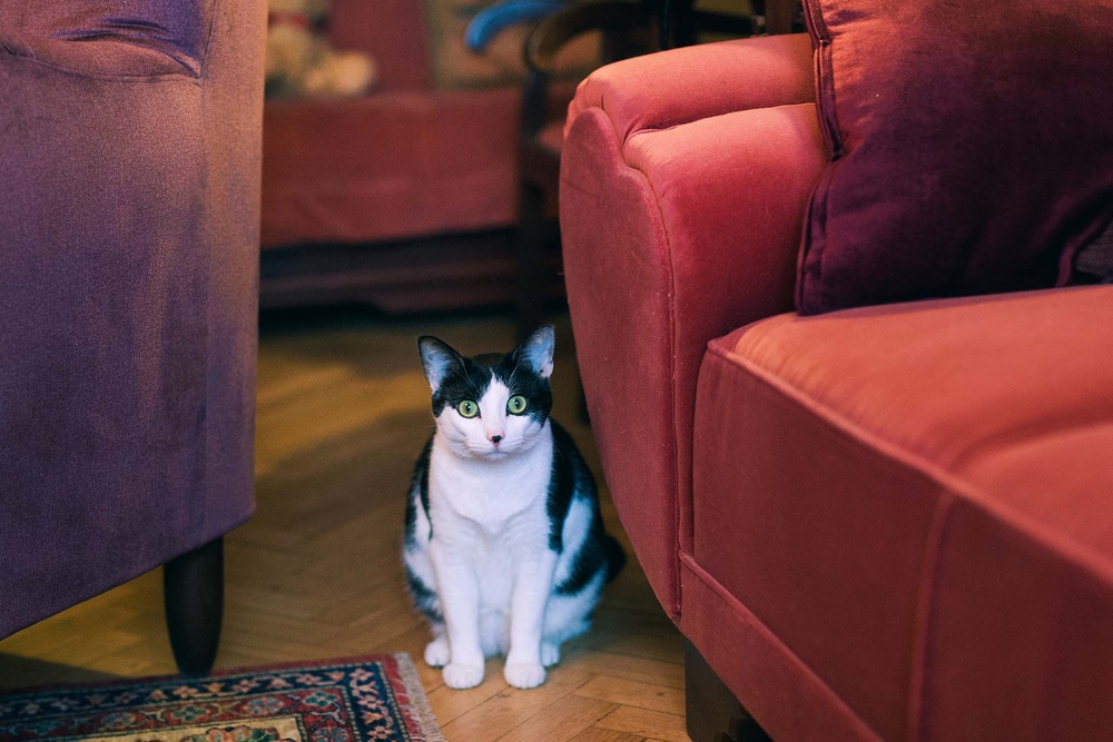 Cats