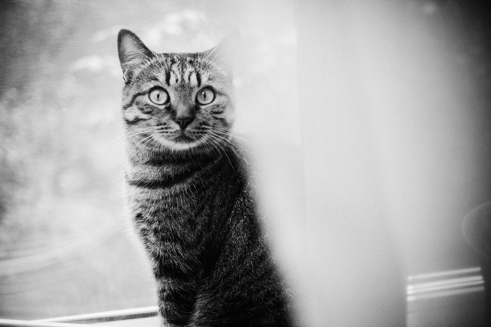 Cats