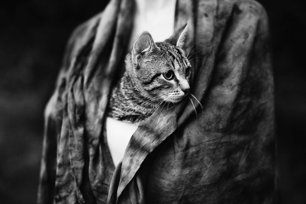 Cats