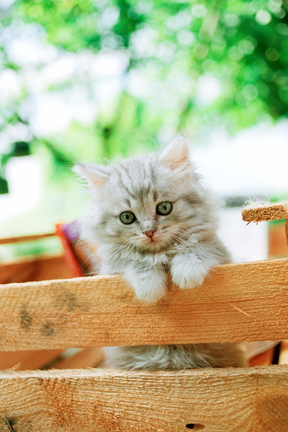 Cats
