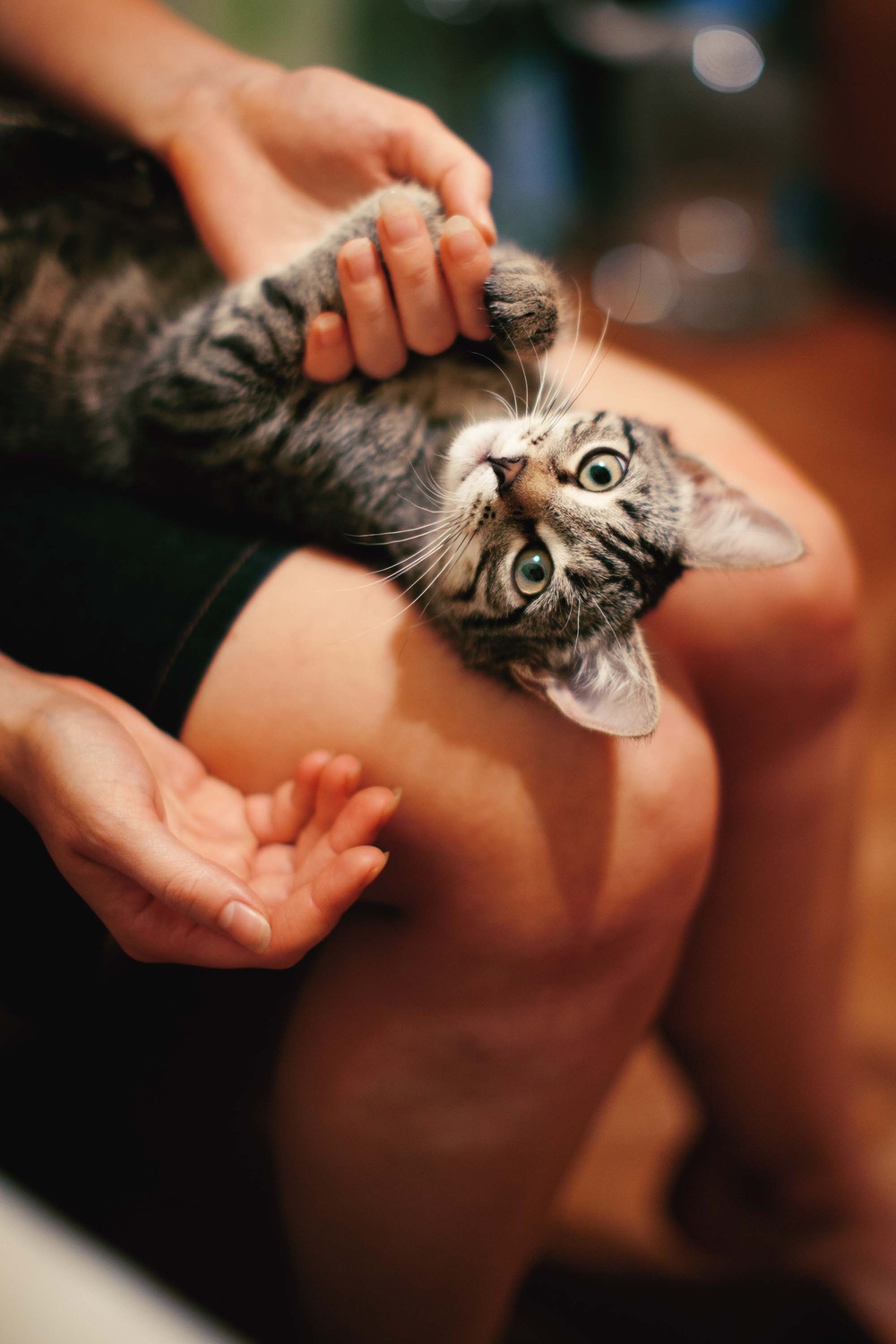 Cats
