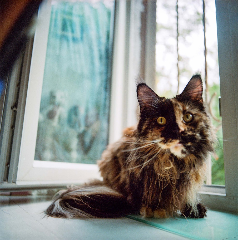 Cats
