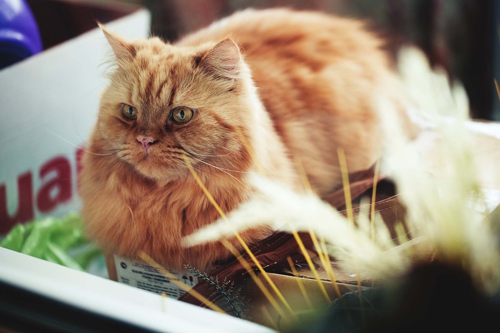 Cats