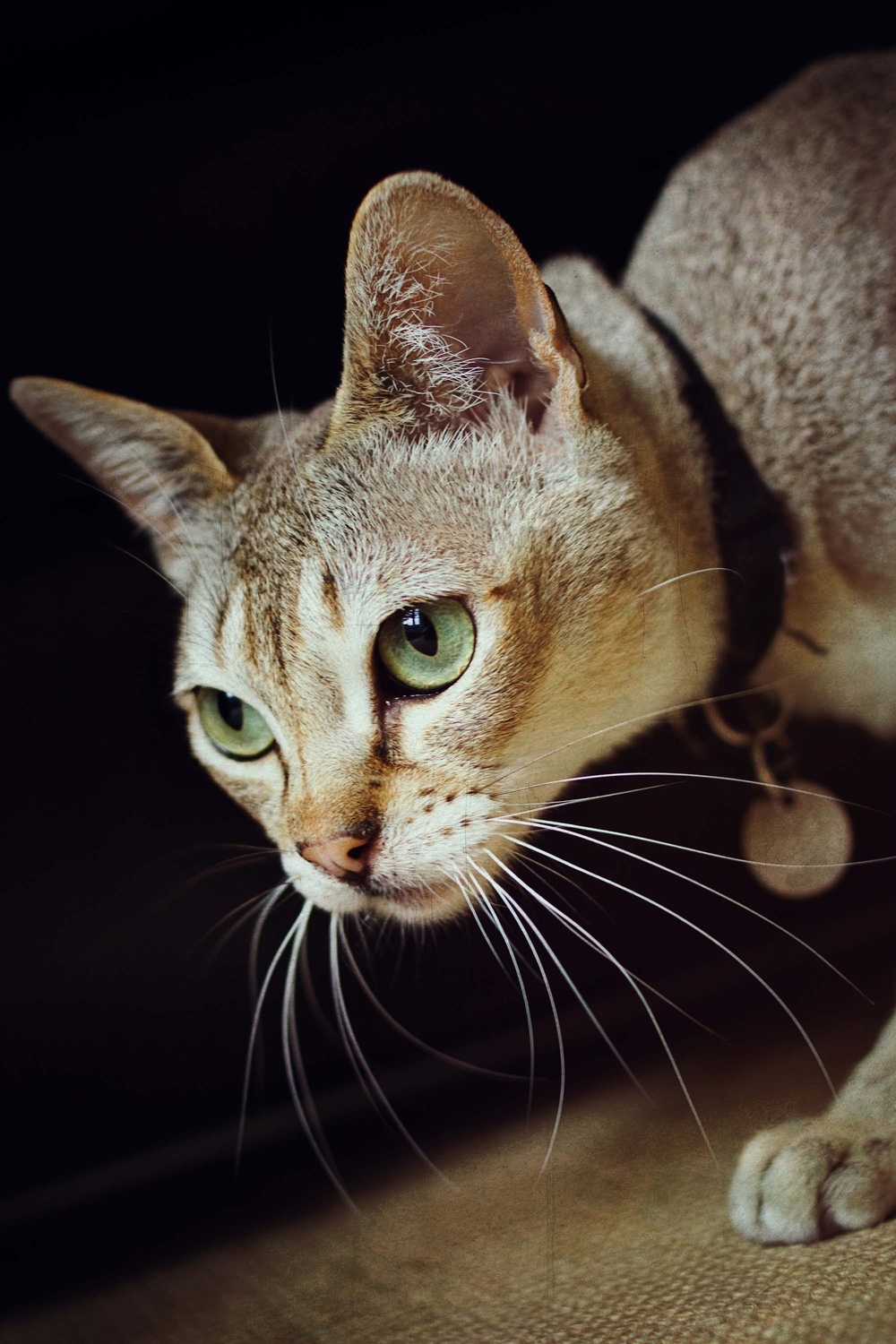 Cats