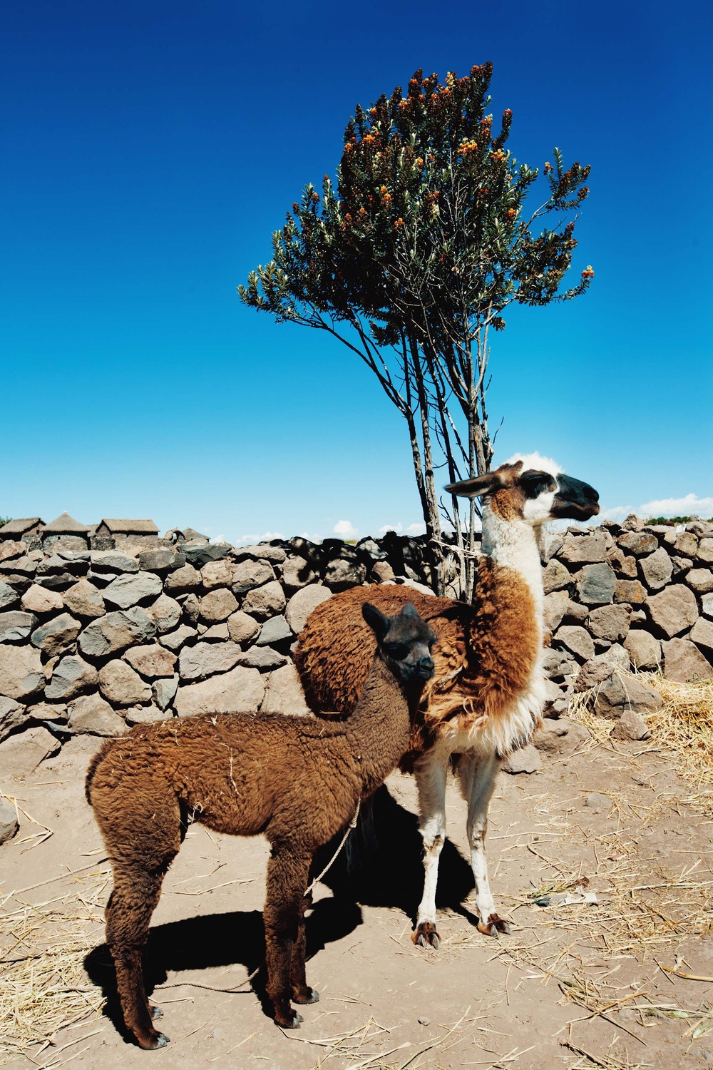 Peru