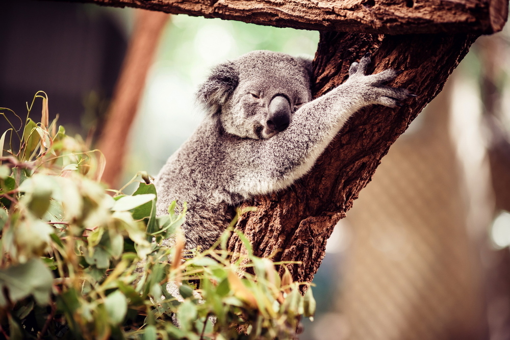 Australia
