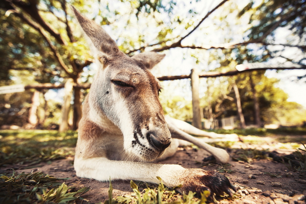 Australia