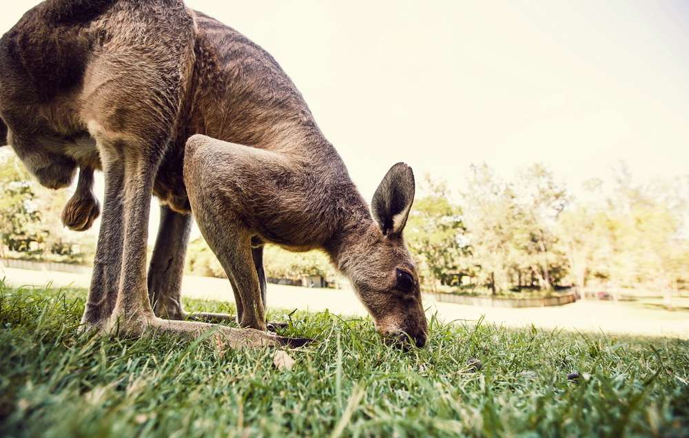 Australia