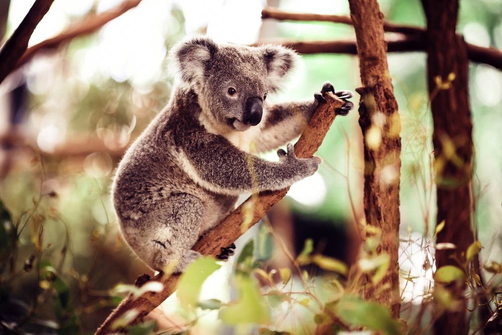 Australia