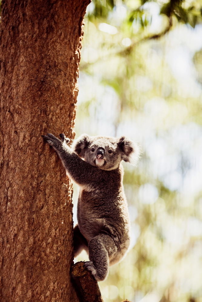 Australia