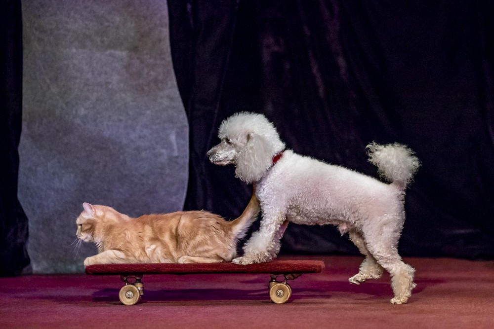 Котобум