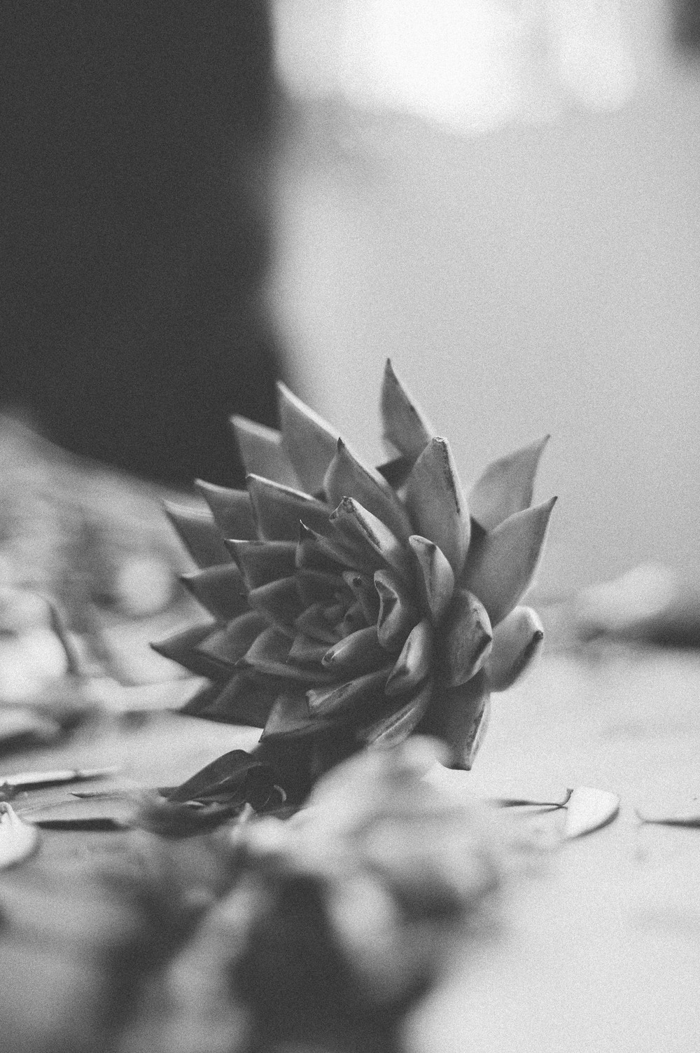 MOSCOWFLOWERSCHOOL МК на тему 