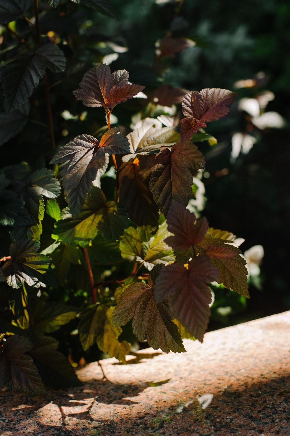 tatiana & vadim.romantic