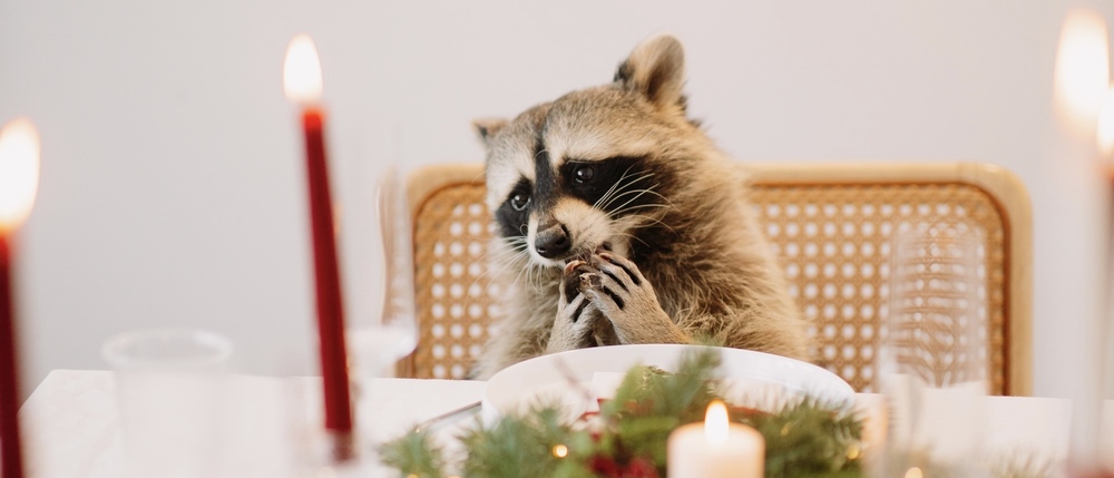 Tema Racoon Raccoon Tema