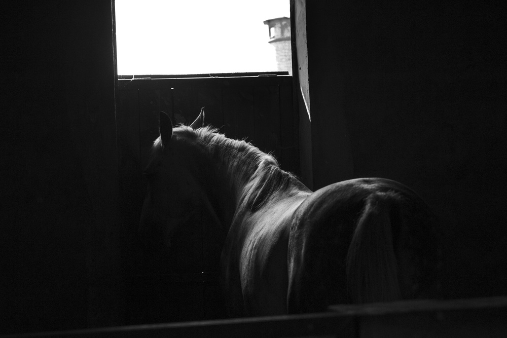 IN STABLE