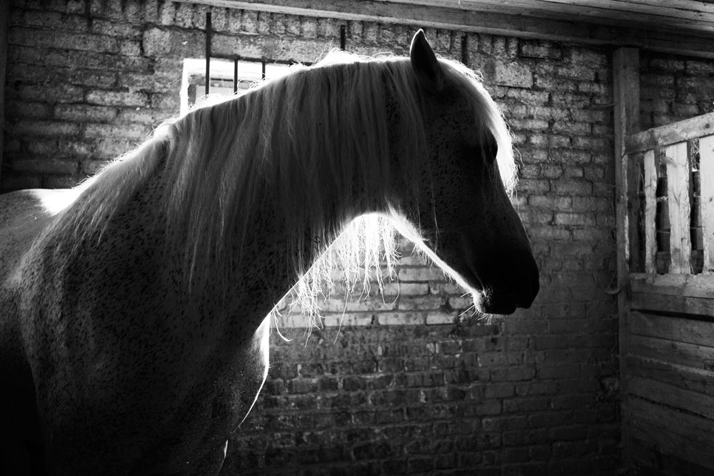 IN STABLE