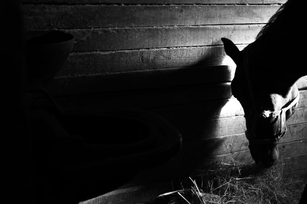 IN STABLE