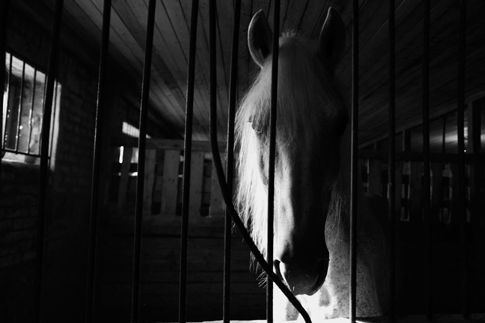 IN STABLE