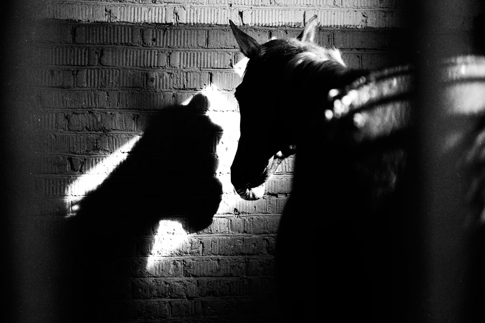 IN STABLE