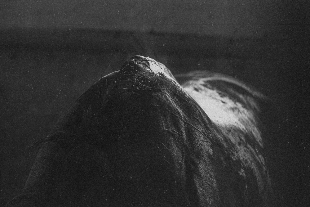 IN STABLE