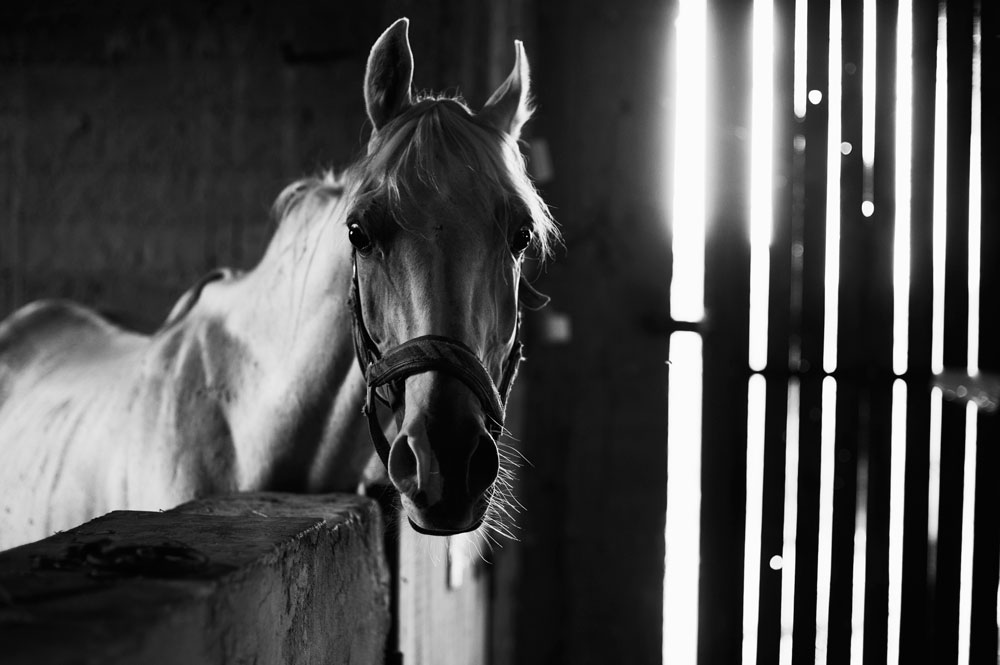 IN STABLE