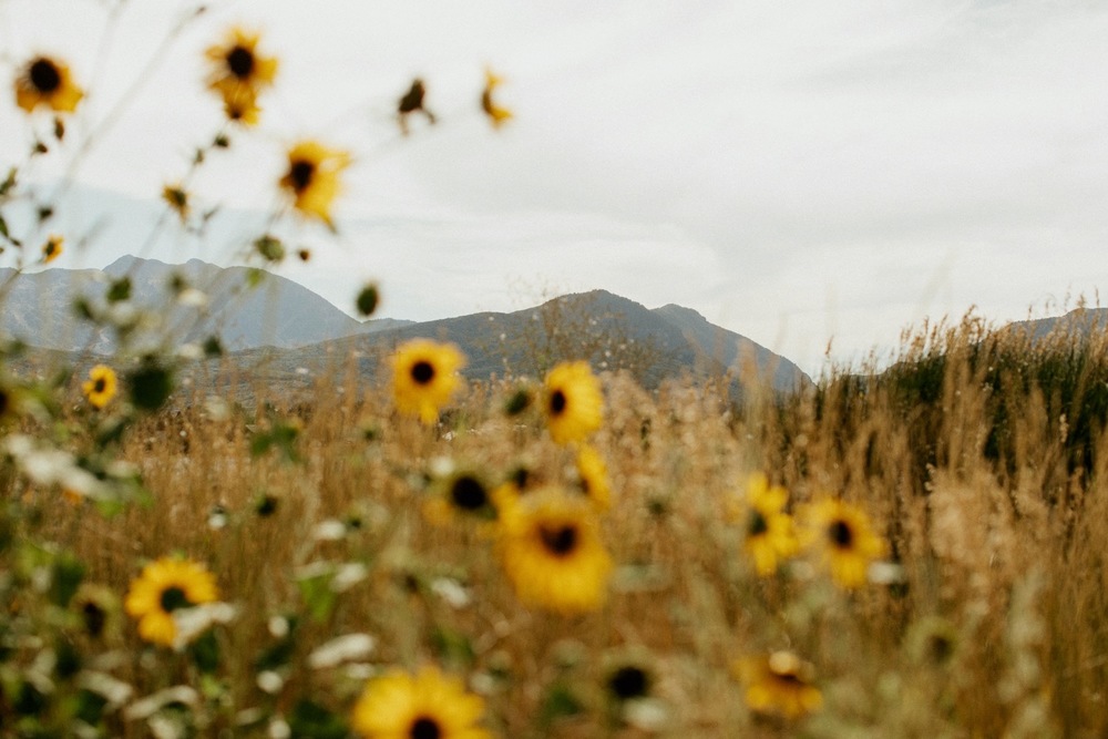 1000-73b66ba0884d453345ff63ec130a3338.jp