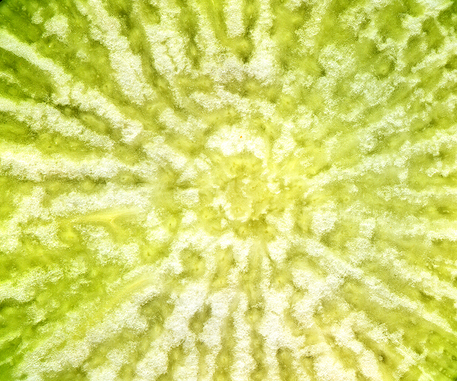 SCANOGRAM
