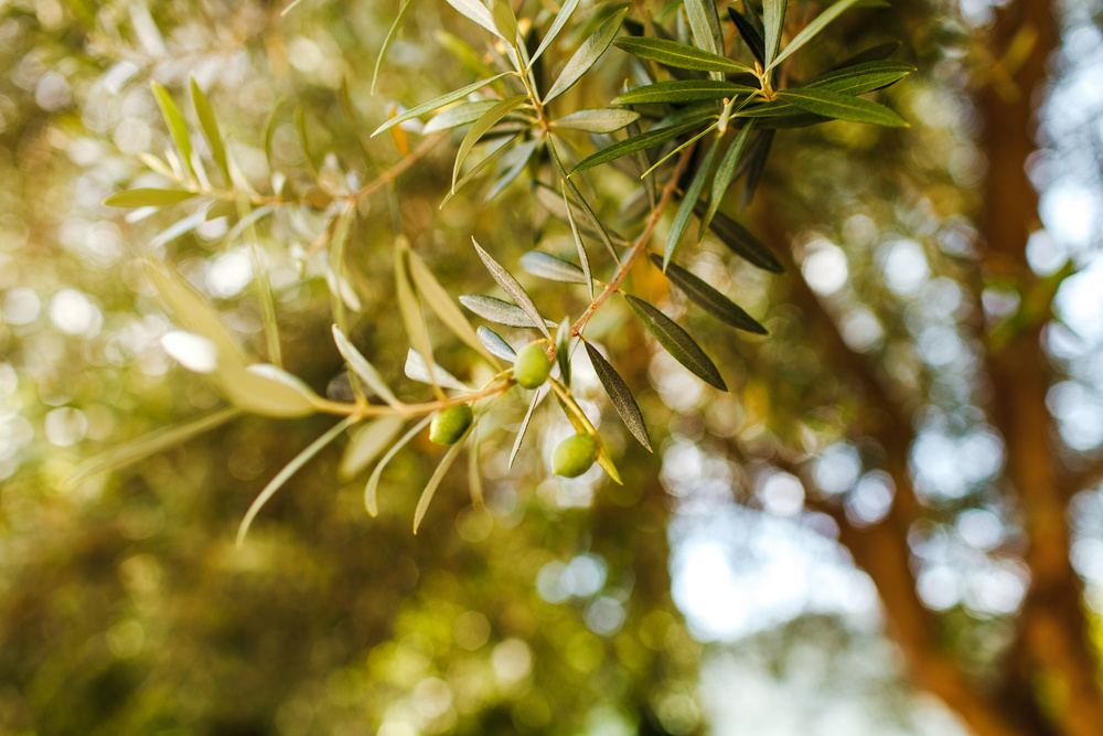 Черногория 2014 