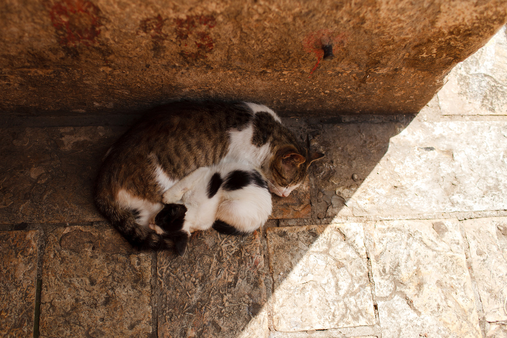 Черногория 2014 