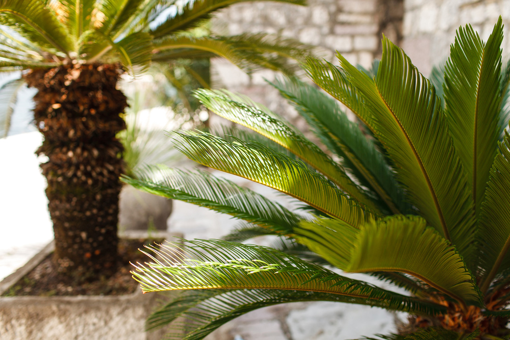 Черногория 2014 