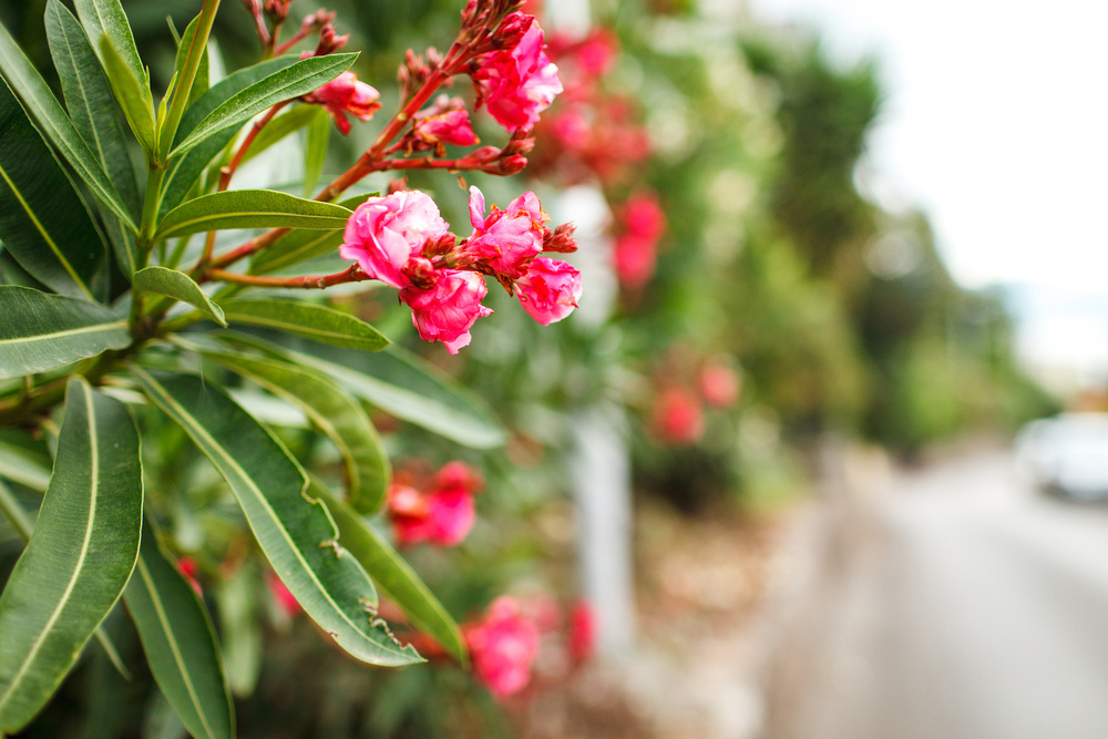 Черногория 2014 