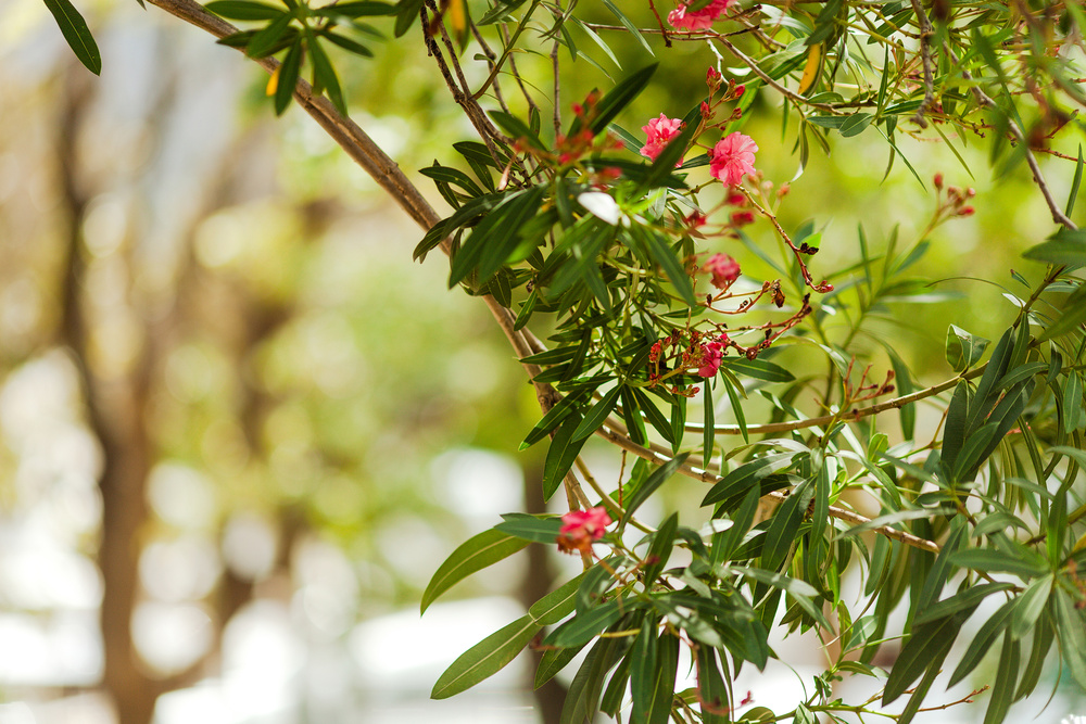 Черногория 2014 