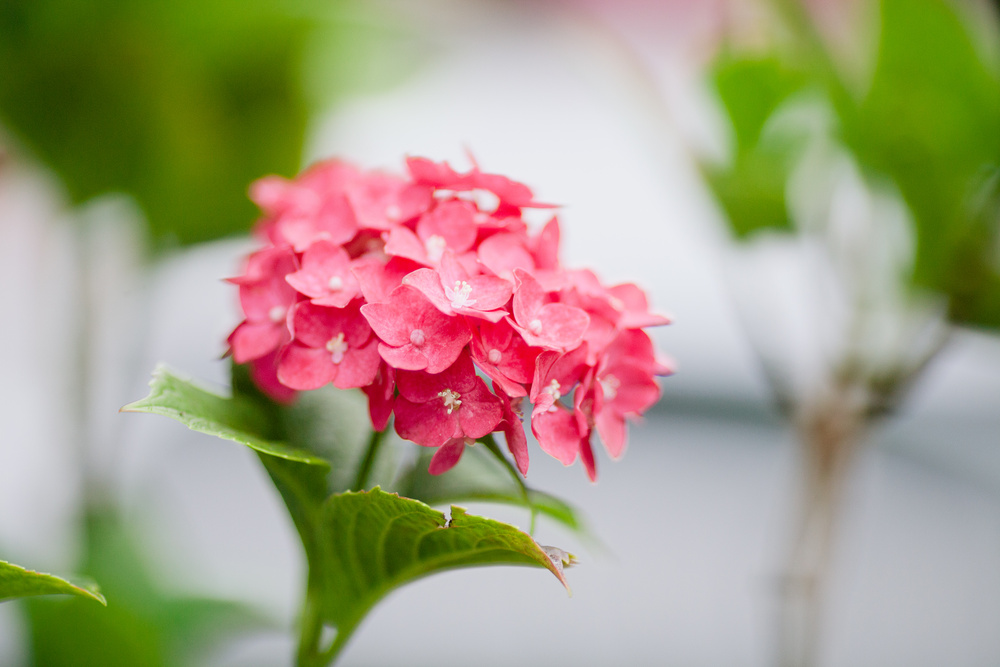 Соня в Черногории