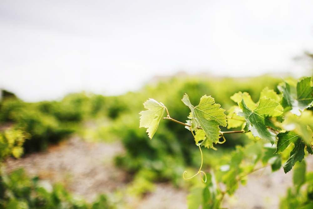 Греция. о. Санторини. июнь 2013