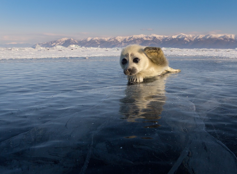 Baikal seal