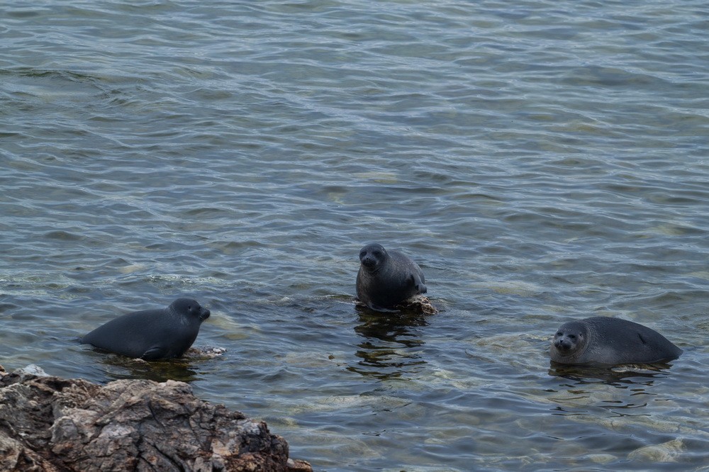 Baikal seal