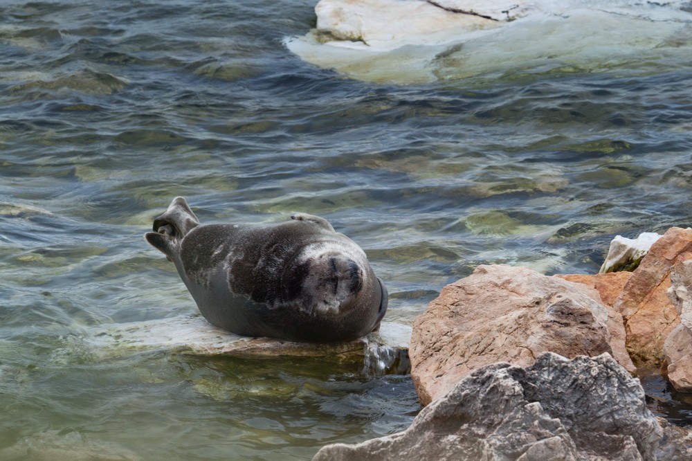 Baikal seal