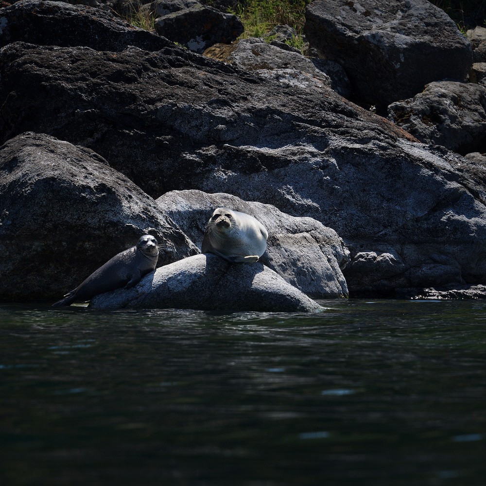 Baikal seal