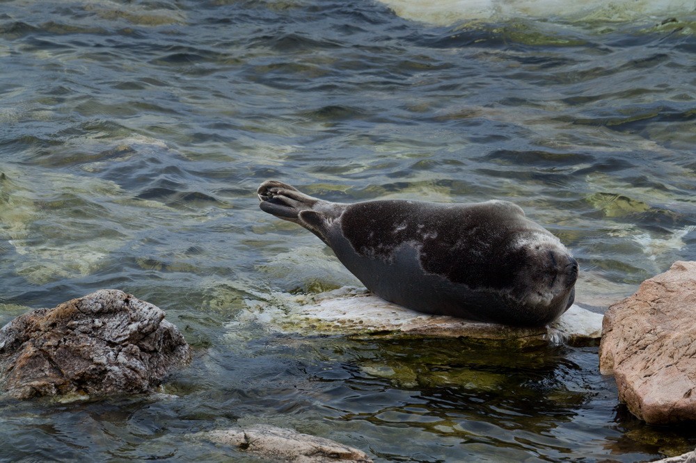 Baikal seal