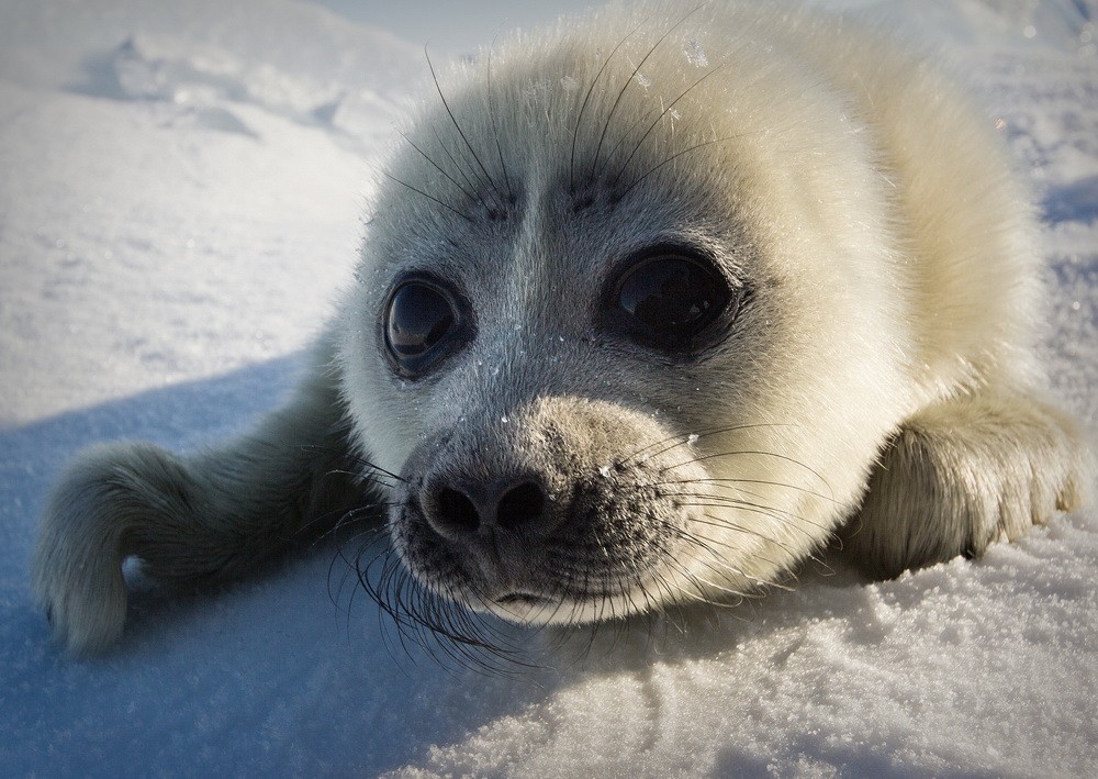 Baikal seal