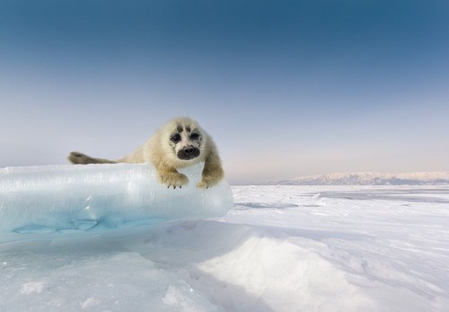 Baikal seal