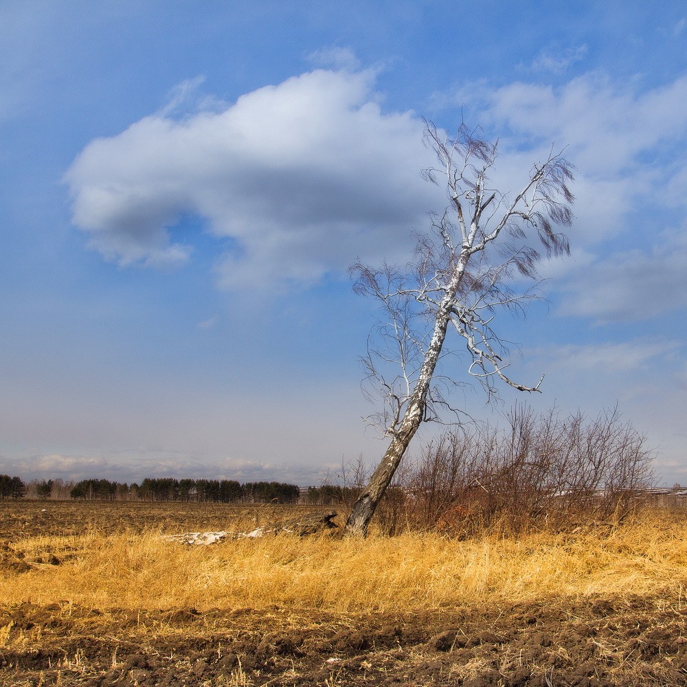 Landscapes