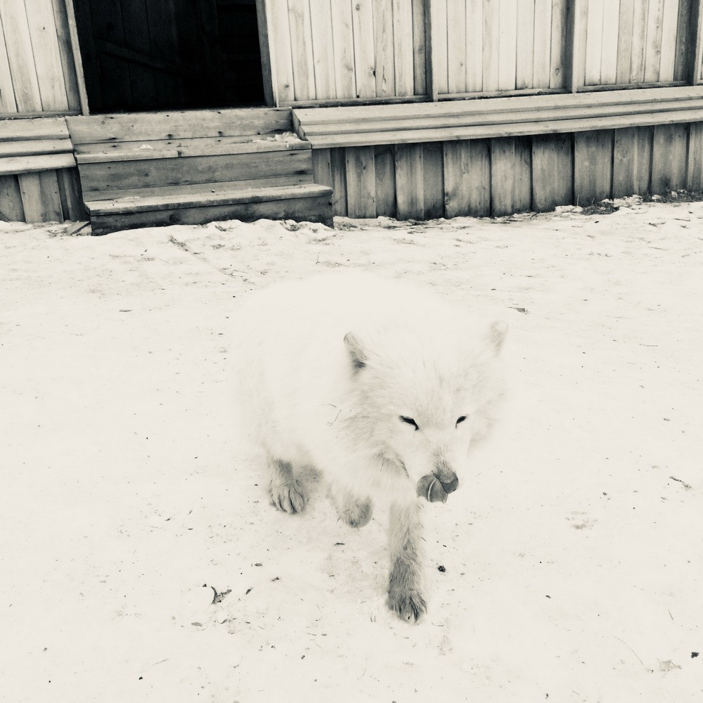 iPhonography