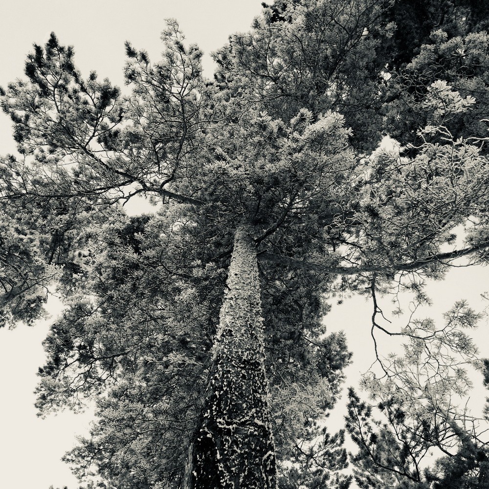 iPhonography