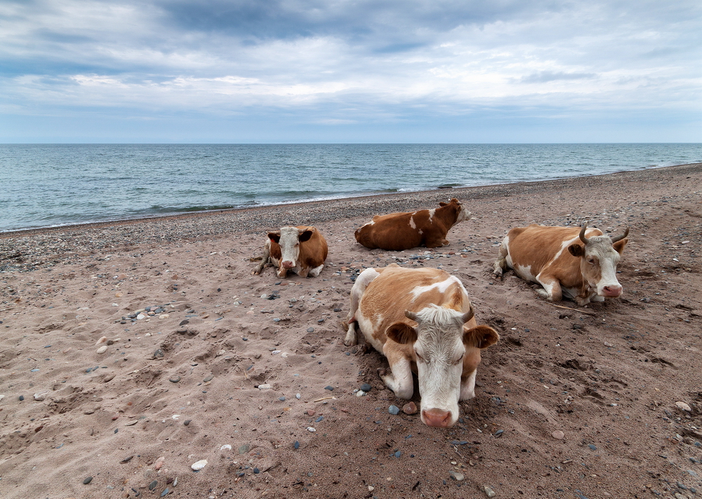Baikal stories