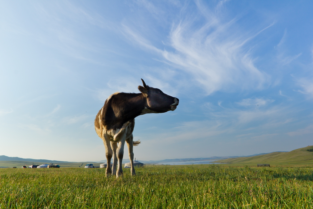 Mongolia: Landscapes