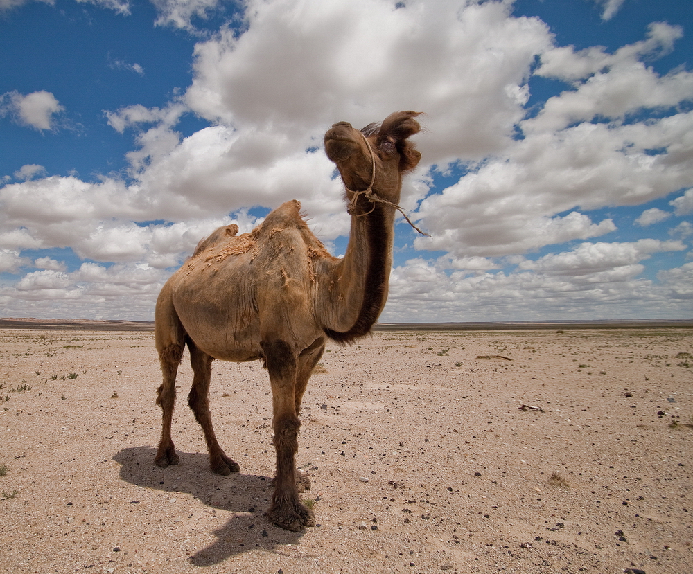 Mongolia: Landscapes
